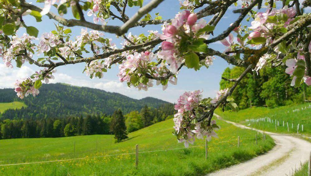 Hotel Post - Regionales Grosses Fruehstuecksbuffet - Auch Gf & Lf Scheidegg Εξωτερικό φωτογραφία